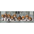 Clementoni Puzzle - Panorama Beagles 1000 pcs