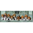 CLEMENTONI High Quality Beagles Panorama puzzle 1000pcs