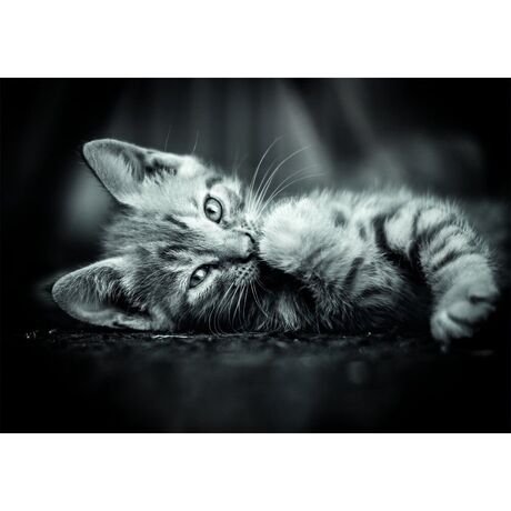 CLEMENTONI High Quality Kitty puzzle 1000pcs